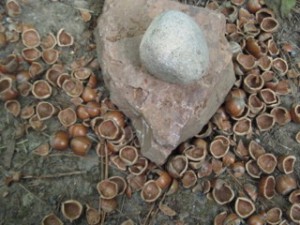 Hazelnut cracking with replica tool well under way.