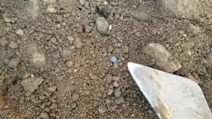 One of the glass beads found at Meillionydd in 2014 in situ.